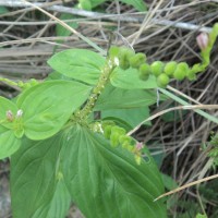 Spigelia anthelmia L.